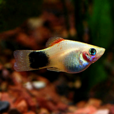 Mickey Mouse Platy - L