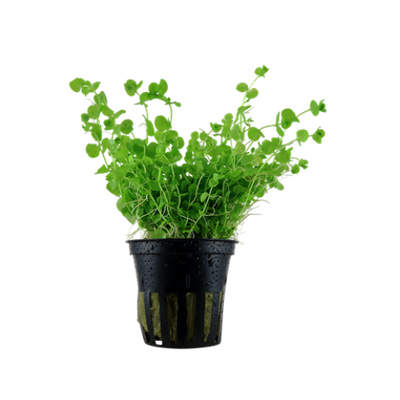 Micranthemum Umbrosum