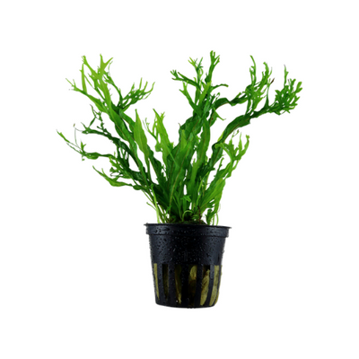 Microsorum Pteropus 'Windelov'