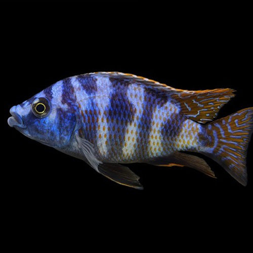 Milomo Cichlid