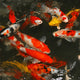 Assorted Koi 8-9cm