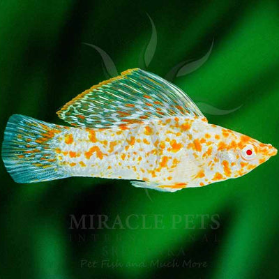 Molly Red Eye Golden Flower - L