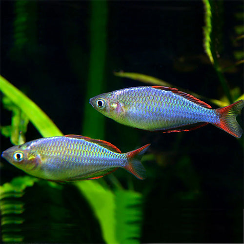 Neon Dwarf Rainbow