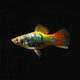Platy Hawaii