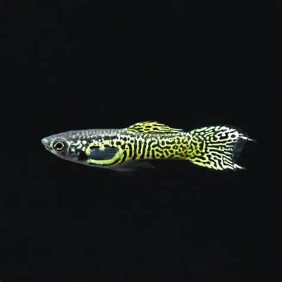 Endler Yellow Cobra - L