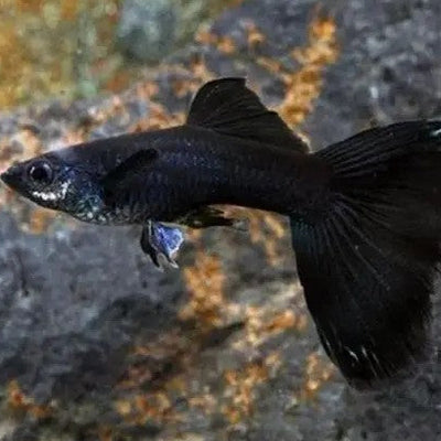 Guppy Jet Black - L