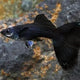 Guppy Jet Black - L