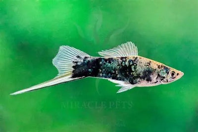 Swordtail Black Marble - L