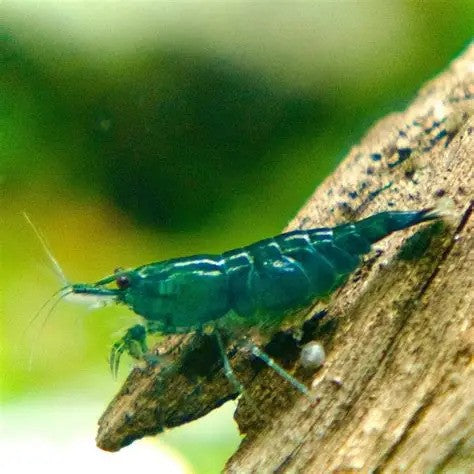 Dwarf Jade Green Shrimp