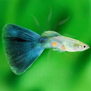 Guppy Peacock Blue - L