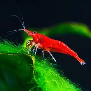 Red Shrimp