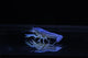 Electric Blue Claw Crayfish - 5cm