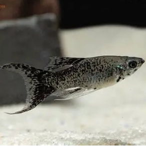 Molly Marble Lyretail - L