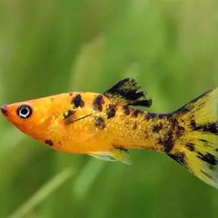 Molly Copper Calico Lyretail - L