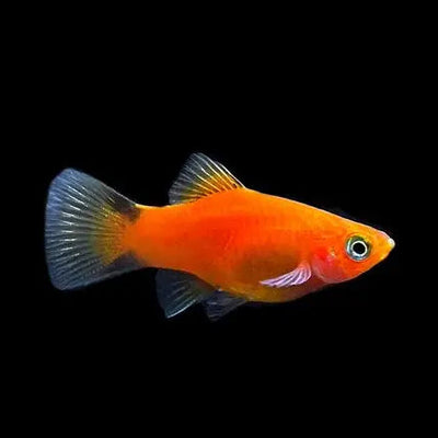 Platy Red Comet - L