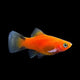 Platy Red Comet - L