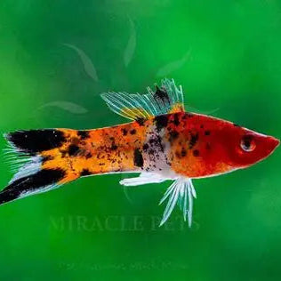 Swordtail Calico (SHOWA) - L