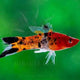 Swordtail Calico (SHOWA) - L