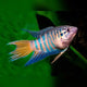 Paradise Blue - XL