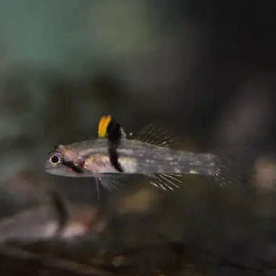 Rhino Horns Gobies - L