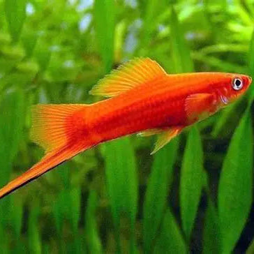 Swordtail Red Streak - L