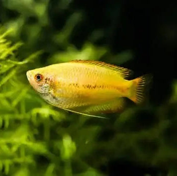 Gourami Golden - L