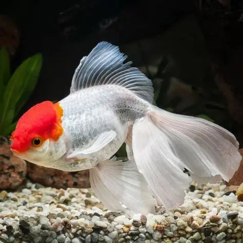 Red Cap Oranda - 5cm
