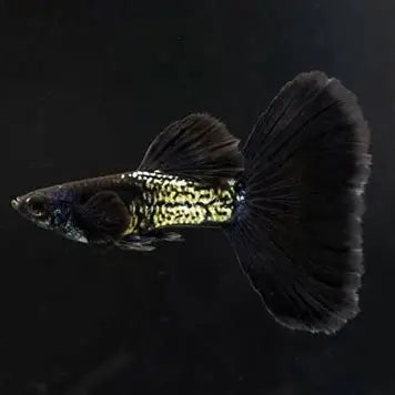 Guppy Black Cobra - L
