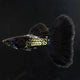 Guppy Black Cobra - L