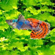 Guppy Elephant Ear Mossiac - L
