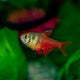 Tetra Flame - L