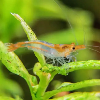 Orange Rilli Shrimp