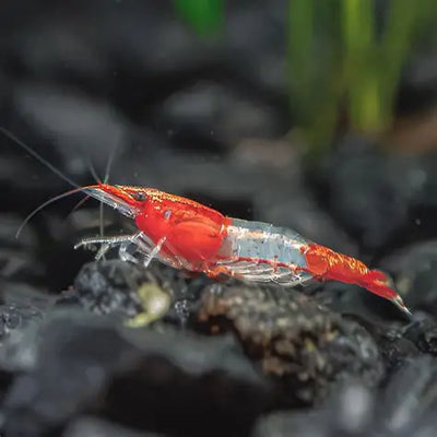 Red Rilli Shrimp