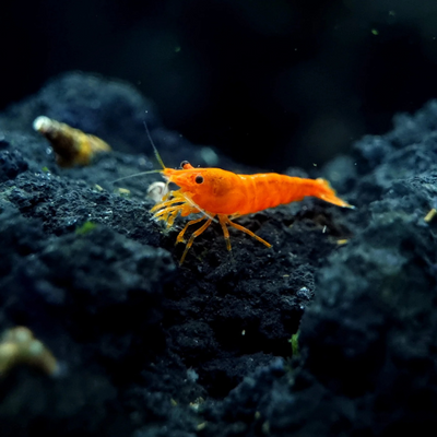 Orange Cherry Shrimp - 2cm