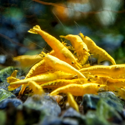 Orange Crossback Shrimp