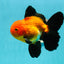 Orange Black Oranda Goldfish - 5-6cm
