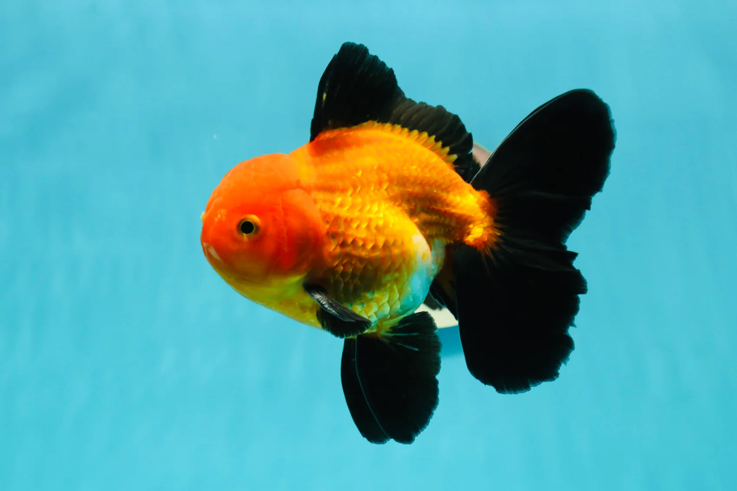 Orange Black Oranda Goldfish - 5-6cm