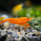Orange Shrimp