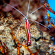Painted Cleaner Shrimp