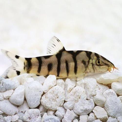 Pakistani Botia - 4cm