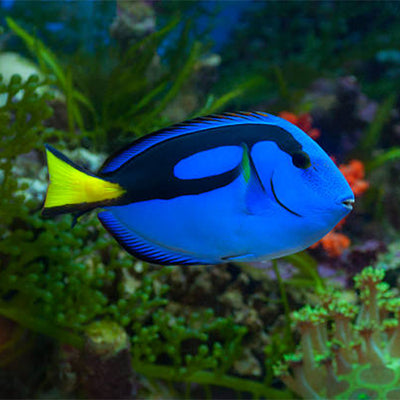 Palette Tang