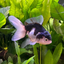 Panda Oranda - 9-10cm