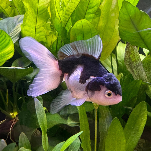 Panda Oranda - 4cm
