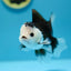 Panda Oranda - 9-10cm
