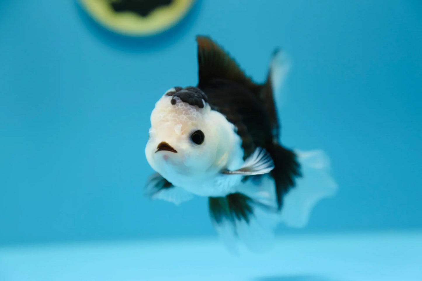 Panda Oranda - 9-10cm