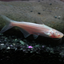 Catfish Albino - 6-7cm
