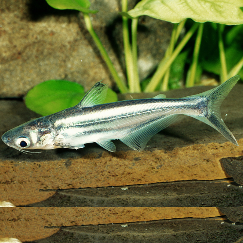 Pangasius Sutchi - 5cm