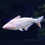 Catfish Albino - 6-7cm