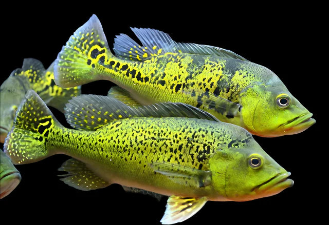 Peacock Bass Kelberi - 10cm