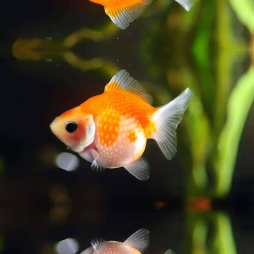 Goldfish Pearlscale - 4cm
